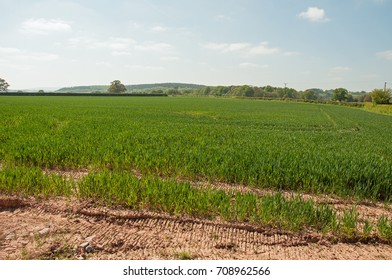 Farming Landscape In The Herefordshire Countryside Of England.