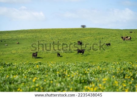 Farming landscape of stud angus and wagyu bulls grazing, with beautiful cows and cattle grazing on pasture in spring on a farm, with a crop growing food behind with hills and trees in nature Foto stock © 
