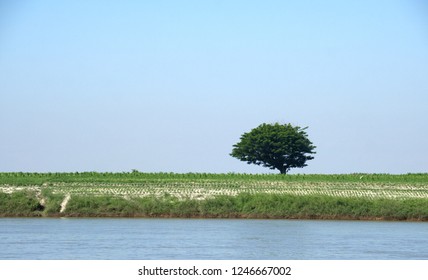 Farming On The Riverbank Of Irrawaddy River , Myanmar.