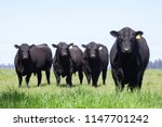 Farming Ranch Angus and Hereford Cattle