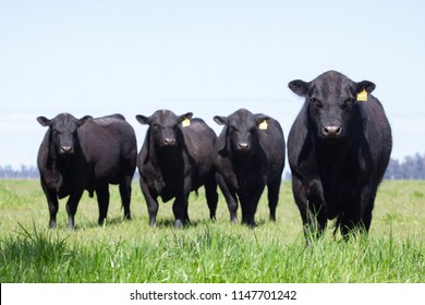 Farming Ranch Angus And Hereford Cattle