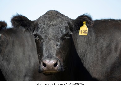 Farming Ranch Angus And Hereford Cattle