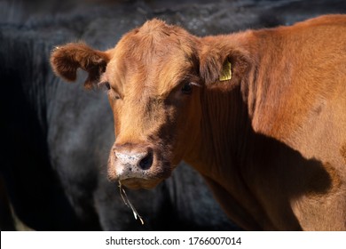 Farming Ranch Angus And Hereford Cattle