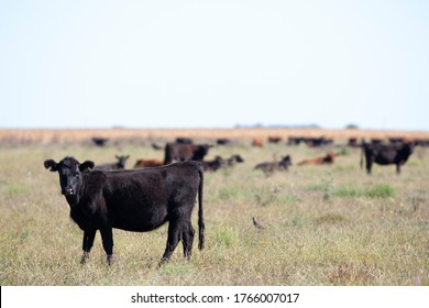 Farming Ranch Angus And Hereford Cattle