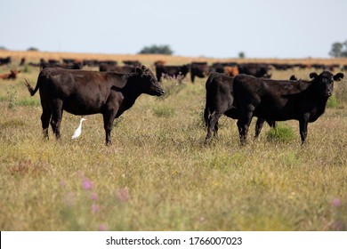 Farming Ranch Angus And Hereford Cattle