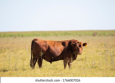 Farming Ranch Angus And Hereford Cattle