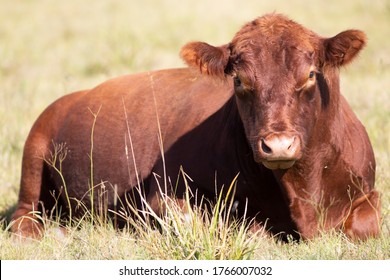 Farming Ranch Angus And Hereford Cattle