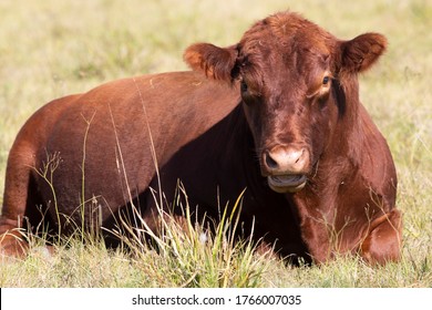 Farming Ranch Angus And Hereford Cattle