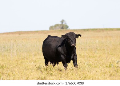 Farming Ranch Angus And Hereford Cattle