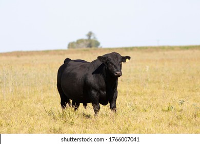 Farming Ranch Angus And Hereford Cattle