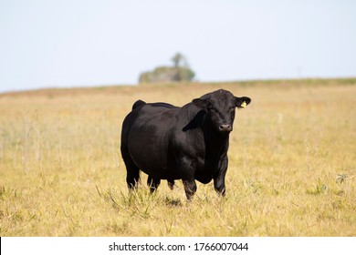 Farming Ranch Angus And Hereford Cattle