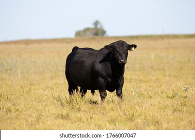 Farming Ranch Angus And Hereford Cattle