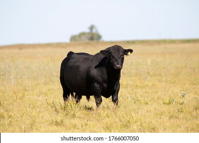 Farming Ranch Angus And Hereford Cattle