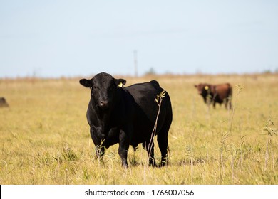 Farming Ranch Angus And Hereford Cattle