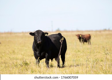 Farming Ranch Angus And Hereford Cattle