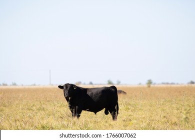 Farming Ranch Angus And Hereford Cattle