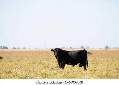 Farming Ranch Angus And Hereford Cattle