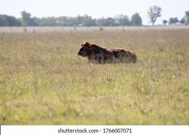 Farming Ranch Angus And Hereford Cattle