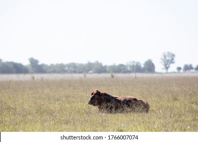 Farming Ranch Angus And Hereford Cattle