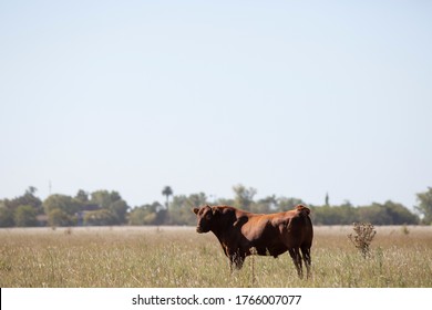 Farming Ranch Angus And Hereford Cattle