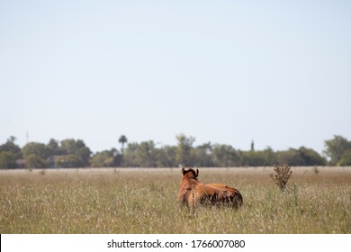 Farming Ranch Angus And Hereford Cattle