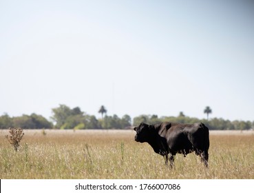 Farming Ranch Angus And Hereford Cattle