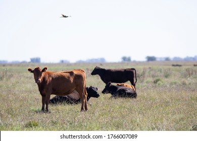 Farming Ranch Angus And Hereford Cattle