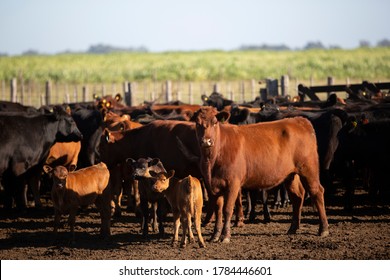 Farming Ranch Angus and Hereford Cattle