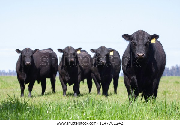 Farming Ranch Angus and\
Hereford Cattle