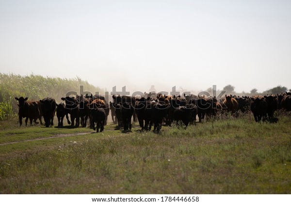 Farming Ranch Angus and
Hereford Cattle