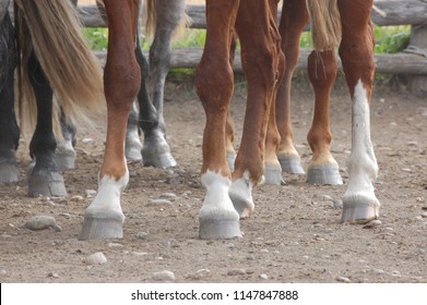 Farming Ranch Horse Foot Herd