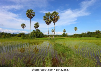 farming rice and palm tree