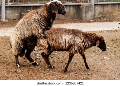 Sheep Mating Images Stock Photos Vectors Shutterstock