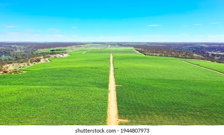 Farming In South Australia's Riverland