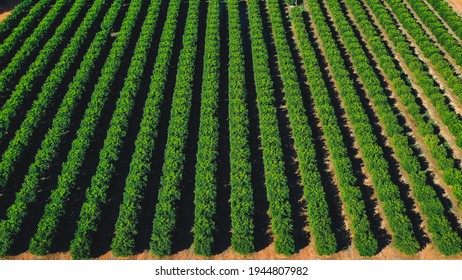 Farming In South Australia's Riverland