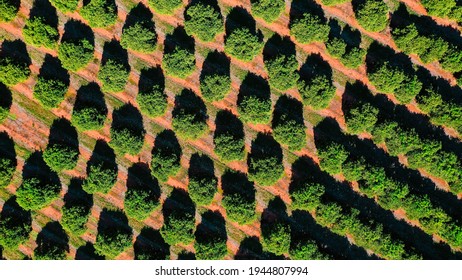 Farming In South Australia's Riverland