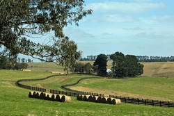 Farming Summer Landscape In Gembrook Australia With Round Hay Bales In The Fields.