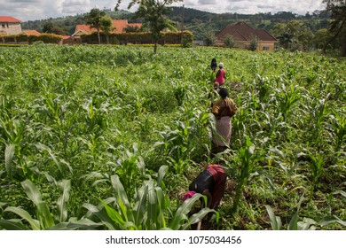 1,031 Uganda farming Images, Stock Photos & Vectors | Shutterstock