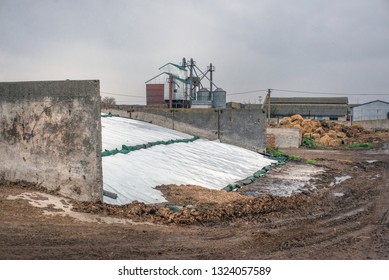 Farming In Ukraine, Harvesting, Storage Of Silage, Fodder For Livestock