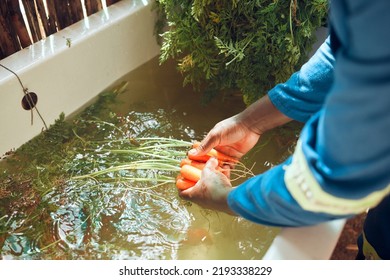 Farming, Vegetables And Hands Cleaning Soil From Raw Produce From Nature For Market Or Store. Field Worker Washing Organic Grocery Products From Garden For Health Customers Lifestyle Shop.