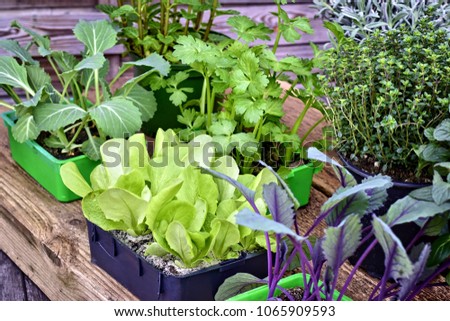 Farming,cultivation, agriculture and care of vegetables concept: fresh young vegetable seedlings and aromatic plant seedlings  on a wooden background.