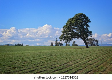 farmland in Beaverton, Oregon