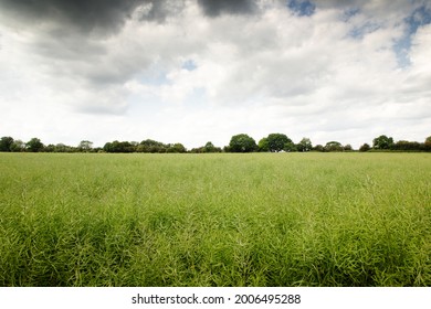 Farmland In The Essex Countryside Of England