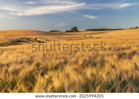 Farmland, field of barley in evening light near Ulsnis in Anglia, Schleswig-Holstein, Germany. Agricultural landscape. Barley is one of the most important grains.