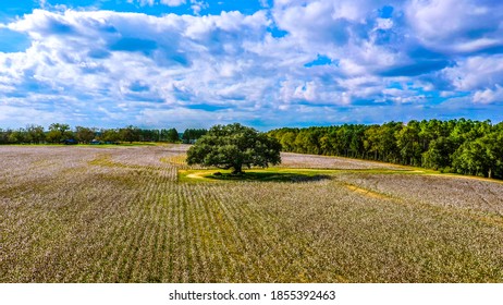 Farmland In The Florida Panhandle