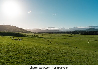 Farmland full of sheep with hills and mountains on a clear sunny day. New Zealand