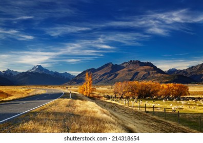 Farmland with grazing sheep and Mount Cook on background, Canterbury, New Zealand