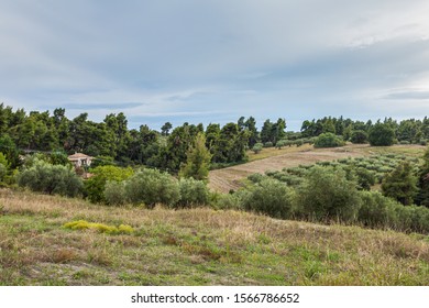 Farmland of Greece. Olive gardens. Scenic amazing rural landscapes with blue sea water and sky in distance. Agriculture and autumn season. Horizontal color photography.