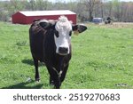 Farmland, Hereford cattle, Cow and barn