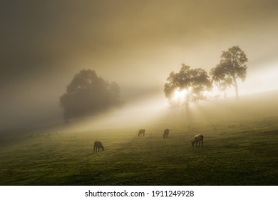 Farmland on a misty morning, 